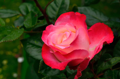 Rote Rose aus dem Wiener Volksgarten