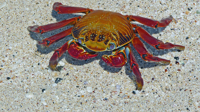 Eine männliche Krabbe auf Brautschau