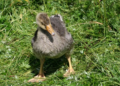 junges gänschen nach dem regen