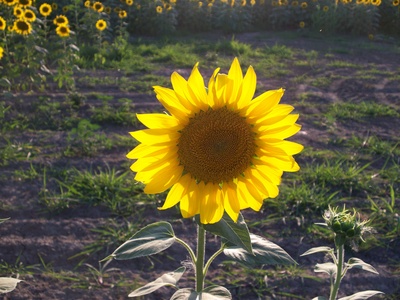 Sonneblume888-3