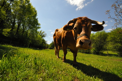 Die Kuh auf der Weide