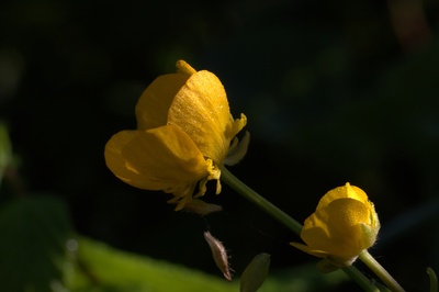 In scheuen Tänzen (V)