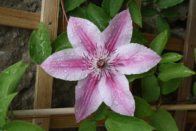 Clematisblüte nach dem Regen