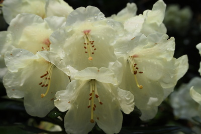 Weiße Rhododendronblüte mit Wassertropfen