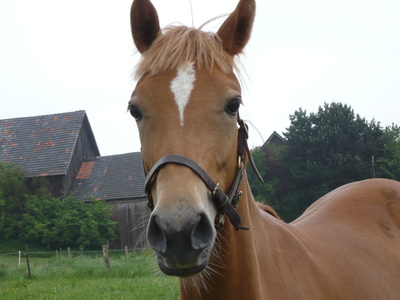 Pferd  im Sauerland