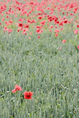 Mohn im Kornfeld