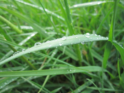 Gras nach dem Regen