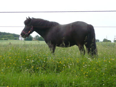 Pferd  im Sauerland