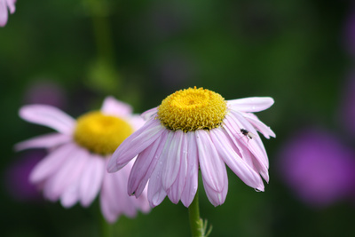 Rosa Margerite