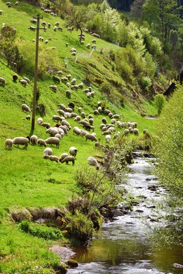 Schafe auf der Frühlingswiese 2