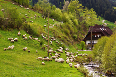 Schafe im Schwarzwald-Frühling