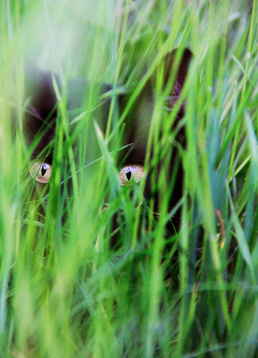 Jäger im hohen Gras
