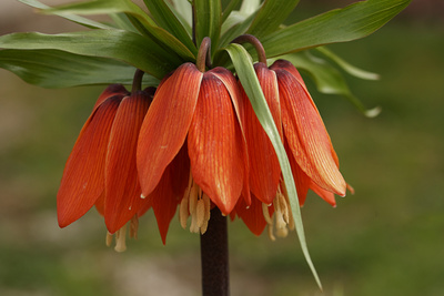 Kaiserkrone