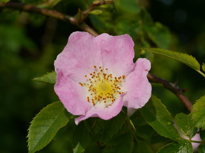 Wilde Rose (I)