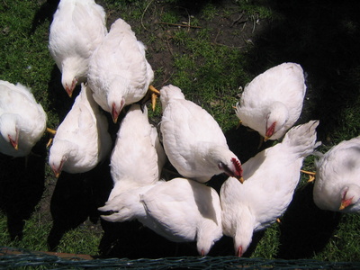 Hühner im Sauerland