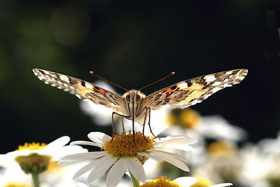 Schmetterling