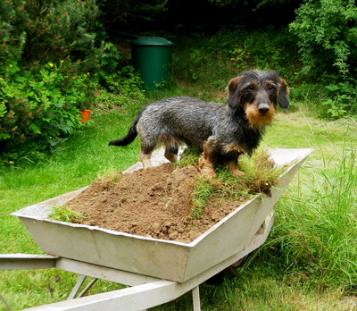 Hilfe bei der Gartenarbeit