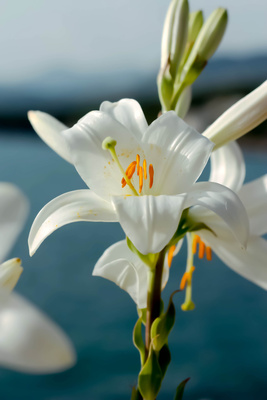 Blüte der Madonnenlilie