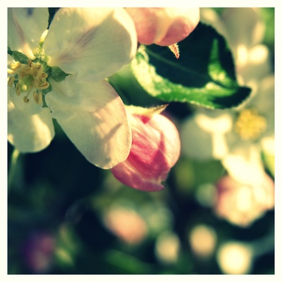 Apfelblüte_2