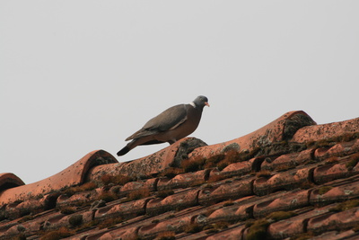 altes Dach mit Taube