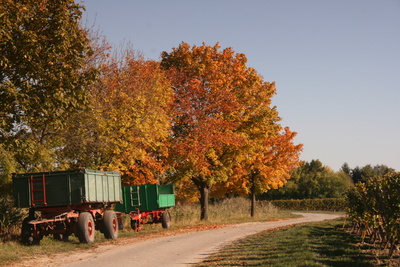 Herbstspaziergang