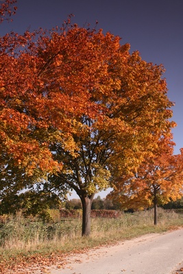 Herbstlaub