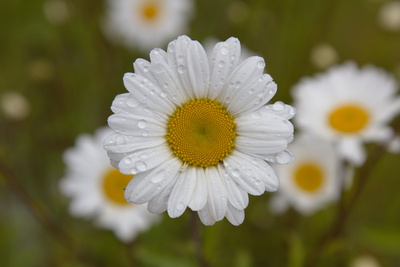 Margerite nach dem Regen