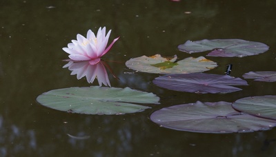 Seerose im Abendlicht