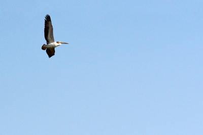 Pelikan im Flug II (Senegal)