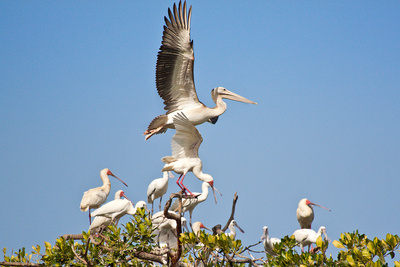 Pelikan und Löffler (Senegal)