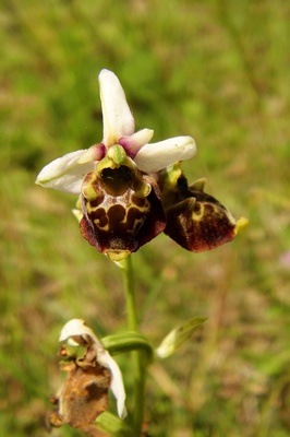 heimische orchideen...hummel-ragwurz