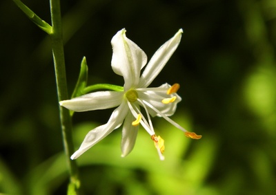 waldlilie sehr klein ,,,,???