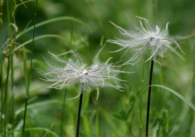 blüte...gras...oder ....????