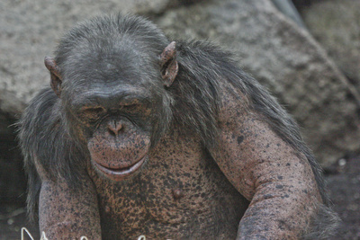 Schimpanse im Tierpark