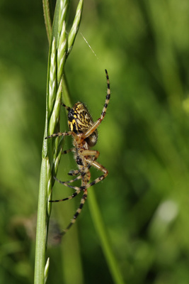 Eichblatt-Radspinne 2