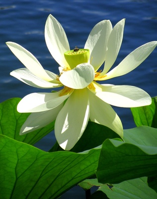lotusblüte1