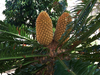 Palmfrucht