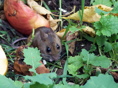 Hungrige Maus auf futterreichem Kompost