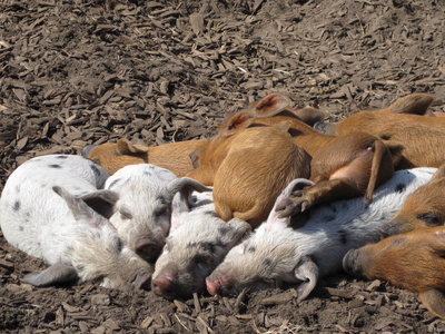 Kuschelbabys