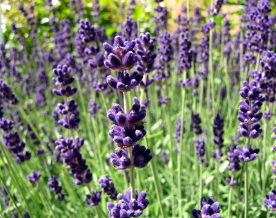 Lavendel - so riecht der Sommer