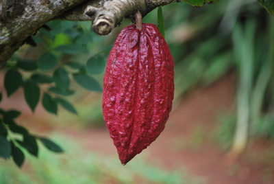 Kakaobohne