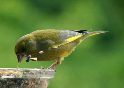 Grünfink beim Fressen