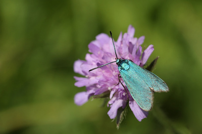 Ampfergrünwidderchen