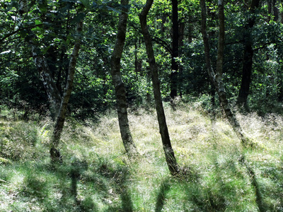 Bäume im Gräsermeer