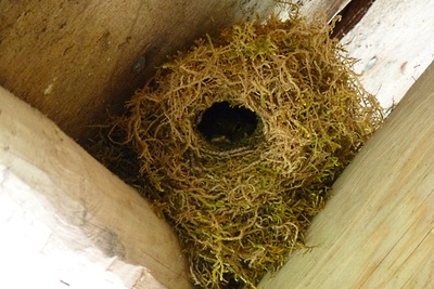Zaunkönig-Nest