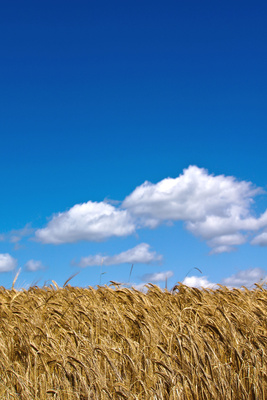 Getreidefeld vor Wolkenhimmel - hoch