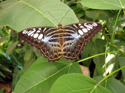 Schmetterling (2) Blauer Segler