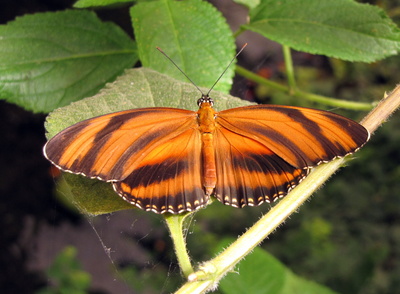 Schmetterling (4)