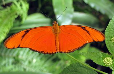 Schmetterling (5)