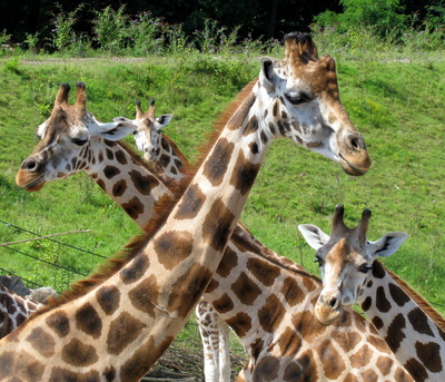 giraffenfamilie